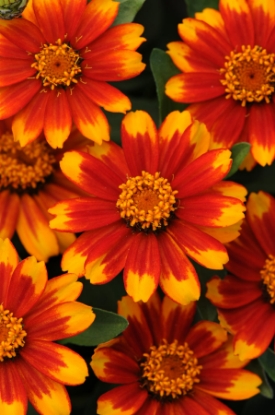 Picture of Zinnia Marylandica Zahara Sunburst